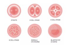 美国试管专家科普：大龄备孕，如何预防胚胎染色体异常？
